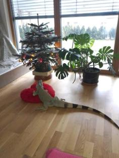 Reptilien-kleinanzeigen. net