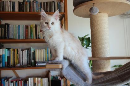 Maine Coon Kitten black silver torbie und red silver sehr hell mit Stammbaum