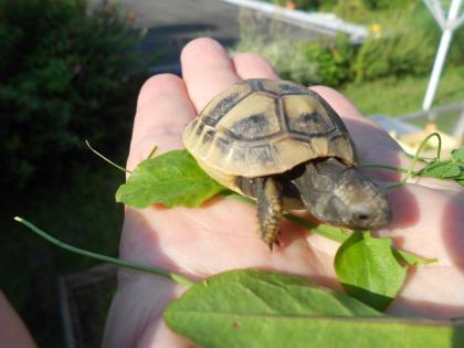 Griechische Landschildkröten THB, robuste Ostrasse, Nachzuchten aus 2020, 2021 und 2022