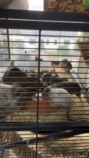 Degu Babys sind bereit für ihr neues Zuhause