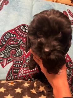 CAVALIER KING CHARLES PUDEL WELPEN