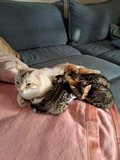 Edelmix Sibirische Waldkatze und Bengal Kitten