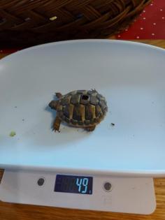 Griechische Landschildkröten NZ 2021