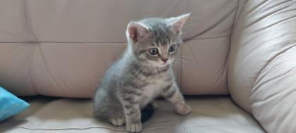 Katzenbabys BKH 29. 03. 23 geboren