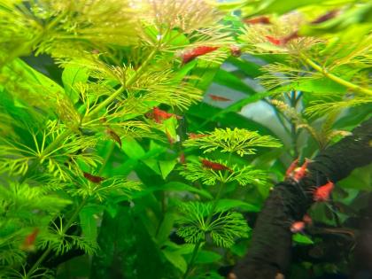 Neocaridina Red Fire
