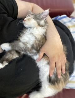 Wunderschönes Maine Coon kitten