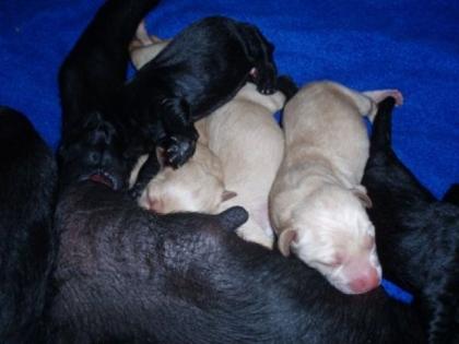 98553 Labradorelpen Mitte Juli abzugeben