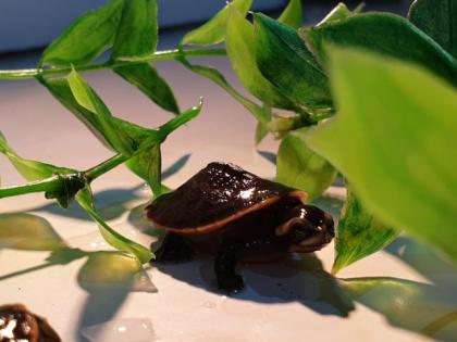 Wasserschildkrötennachwuchs zu verkaufen