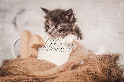 Maine Coon Kitten Prinzessinen