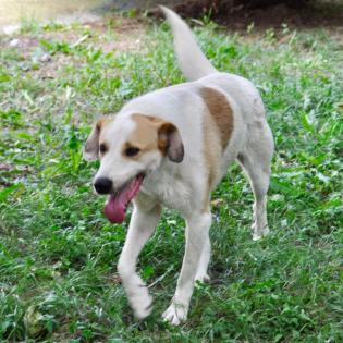 Simba / Status sucht ein Zuhause