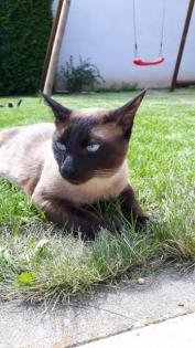 Siam. Thai-Siam. Deckkater.