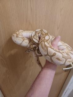 Königspython 1. 0 Butter/Spider mit großem Terrarium samt Ausstattung und zubehör