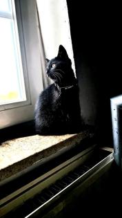 Angora Kater 7 Monate jung