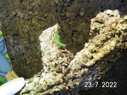 Schwarzstreifen Taggeckos in neuem Terrarium