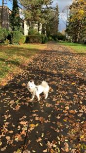 Bella sucht ein neues Zuhause