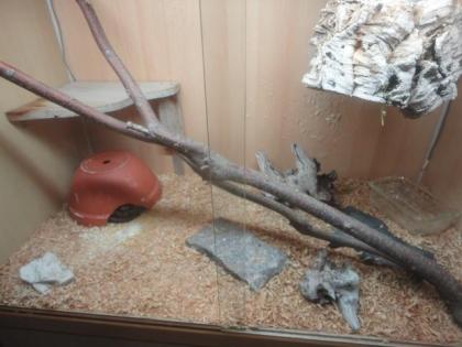 Königsphyton zu verkaufen inkl. Terrarium