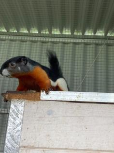 2 Schönhörnchen, Männchen, 1. 5 Jahre-Preis für beide
