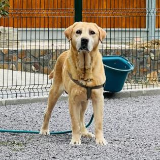 Adonis ein sehr freundlicher und liebenswerter Kerl