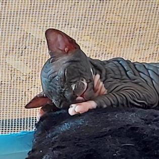 Sphynx Kitten