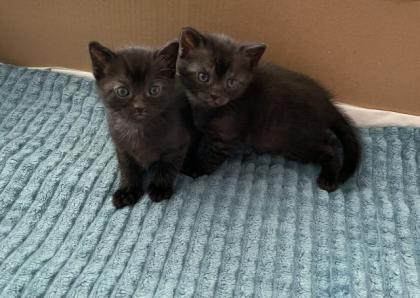 Wunderschöne Babykatzen/Kitten