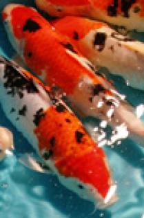 Koi-Teichfische-Biotopfische-Teichmuscheln-Wasserschnecken-Edelkrebse