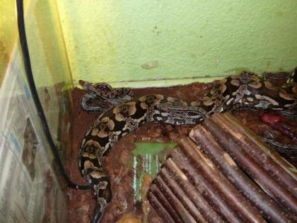 Acrantophis dumerili südliche Madagaskarboa aus eigener Nachzucht abzugeben