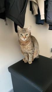 Vermisste Katze