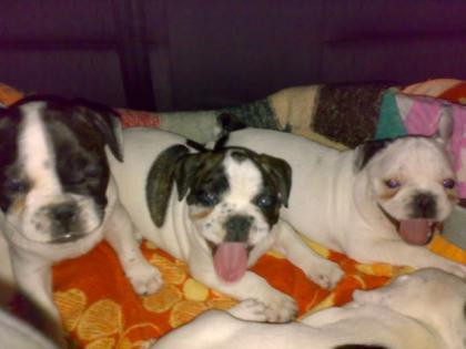 SISE WELPEN FRANZOSISCHE BULLDOGGE suchen noch ein liebevolles Zuhause.
