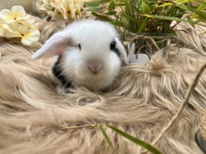 Minilop-Zwergwidder-Mini Lop-Zwergkaninchen-Tierversand möglich