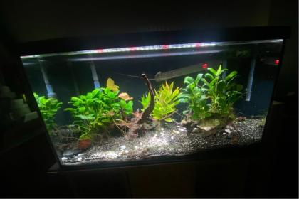Aquarium ca 100l mit Unterschrank und Zubehör