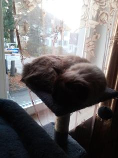Katze .