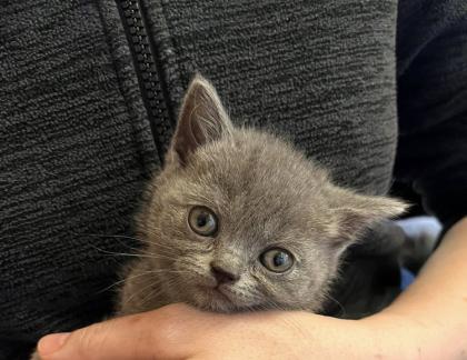 BKH reinrassige Kitten in Blue mit Stammbaum