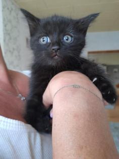 Katzenbabys Mix