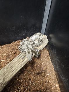 Boa Constrictor Imperator