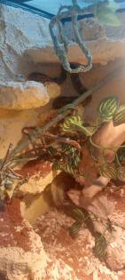 Pantherophis guttatus wild Farben