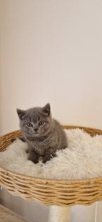 Bkh- kitten Bkh-kitten