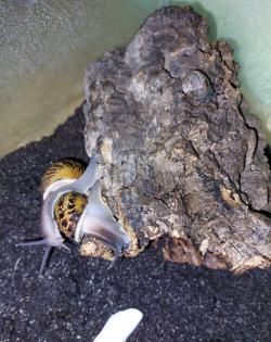 Gefleckte Weinbergschnecken Babys Cornu aspersum