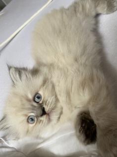 Reinrassige Perser Kitten