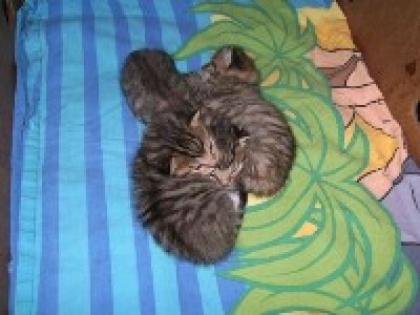 3 Damen suchen ein zu Hause