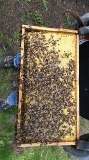 Bienenvölker Carnica, Schwärme, Königin mit Gesundh. Bioimkerei