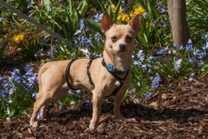 MADITA - weiblich 10 Monate 23 cm 3. 5 kg Chihuahua Gechipt