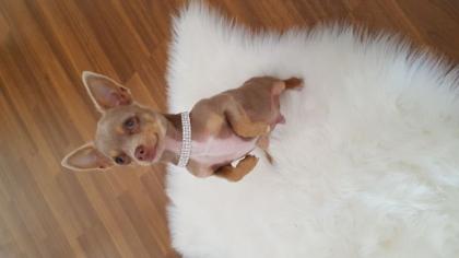 Chihuahua Deckrüde