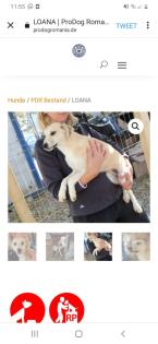 Tolle Welpen, Junghunde Hundesenioren