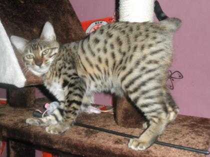 Unsere Süße Bengalkitten sind da