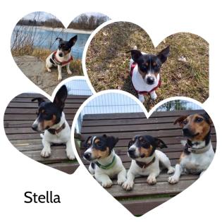 Jack Russel Terrier Welpen