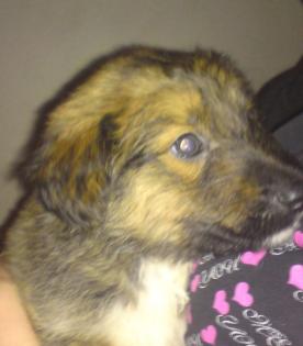 Schäferhund Welpe Rüde