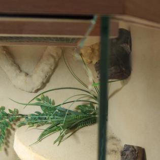 Panorama Terrarium inkl Python Pastel Lesser Männchen