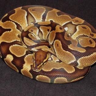 Hobbyaufgabe Königspython Python Regius Ball Python