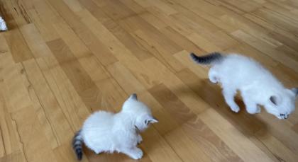 Abgabe bereite BKH blue point kitten Nur 1 männlich übrig