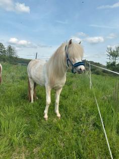Isabellschecke mit Splash Isländer Islandpferd Islandstute